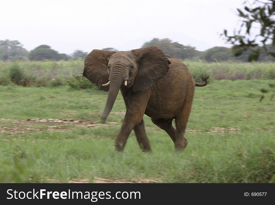 Charging elephant. Charging elephant