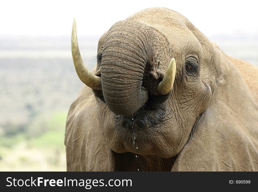 African elephant drinking water. African elephant drinking water