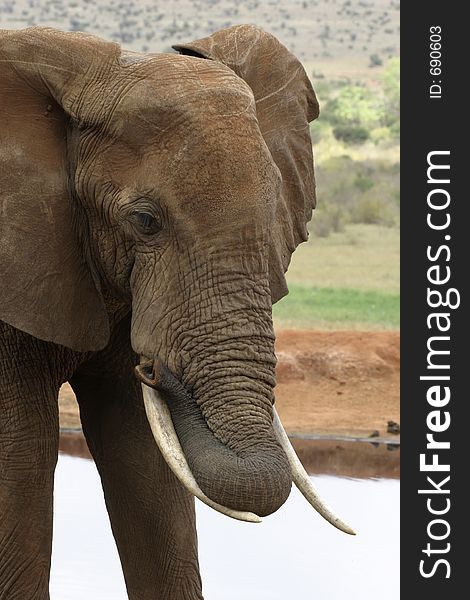 Portrait of elephant resting trunk on its tusk. Portrait of elephant resting trunk on its tusk