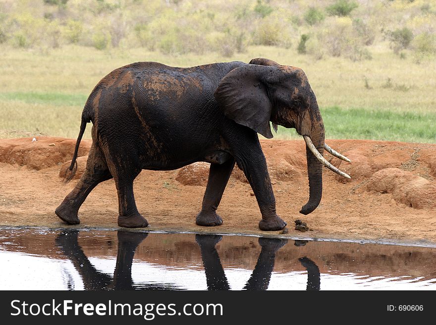 African elephant covered in black mud at waterhole. African elephant covered in black mud at waterhole