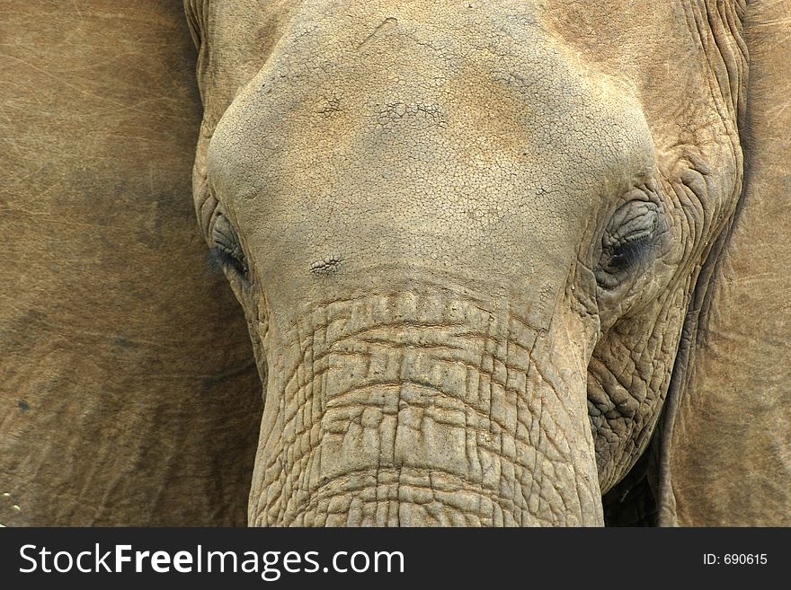 Portrait of african elephant. Portrait of african elephant