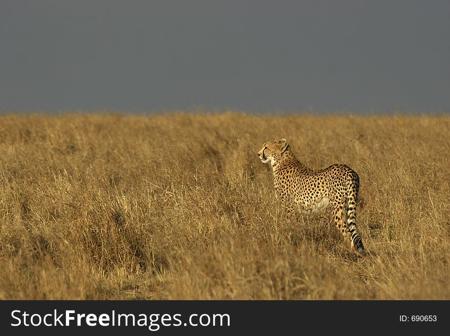 Cheetah in grass at sunset