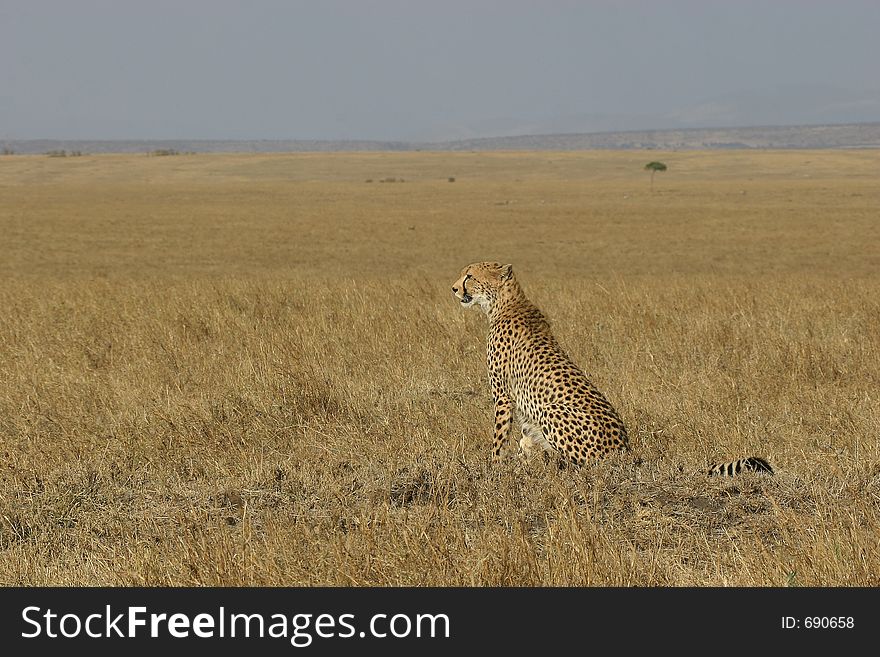 Cheetah in natural habitat