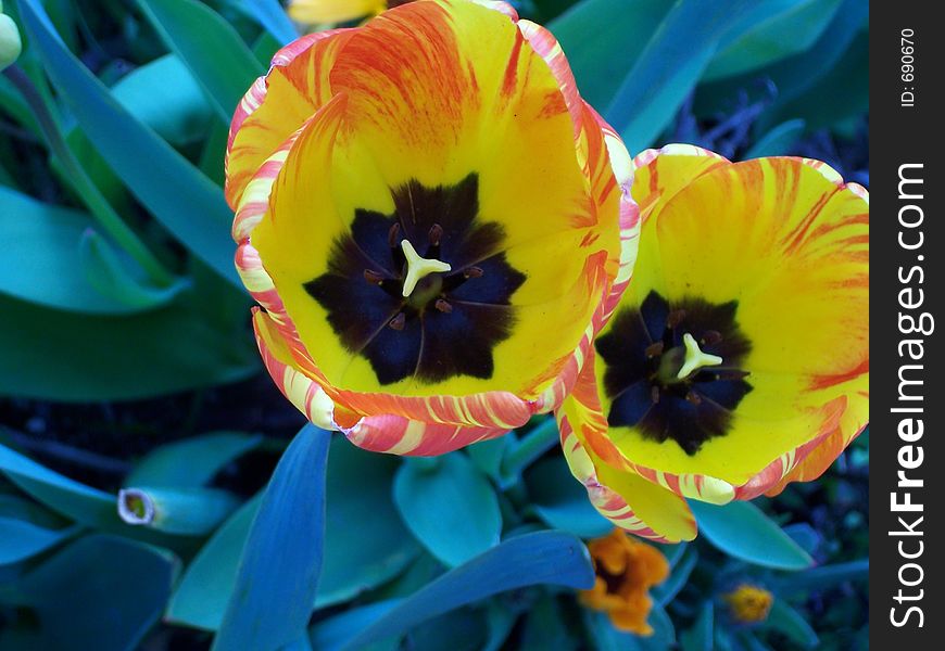 Tulips in blue. Tulips in blue