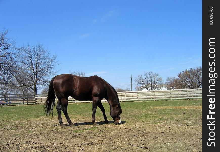 Chestnut quarter horse stallion in his paddock. Chestnut quarter horse stallion in his paddock