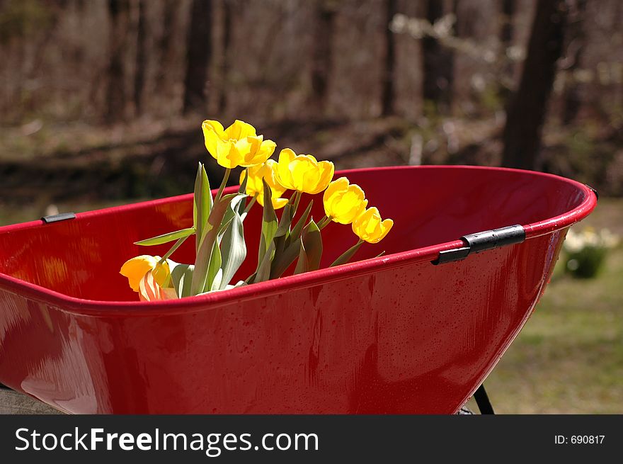 Tulips in new wheel barrow soft background. Tulips in new wheel barrow soft background