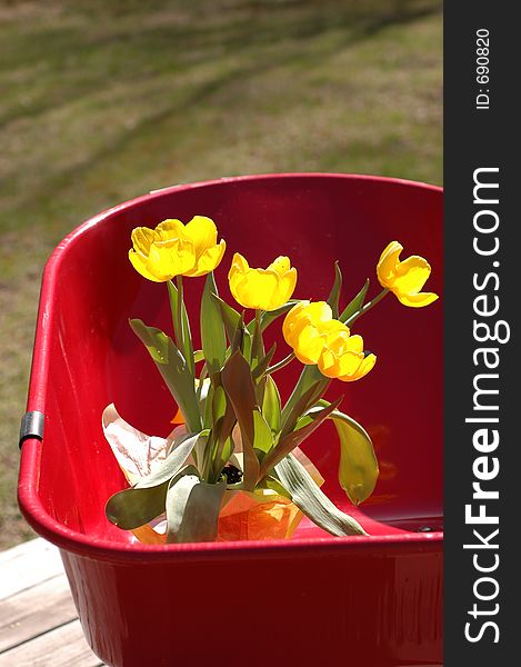 Yellow tulips in new wheel barrow soft background. Yellow tulips in new wheel barrow soft background