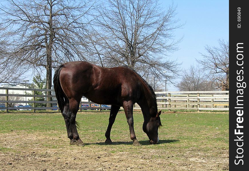 Chestnut quarter horse stallion in his paddock. Chestnut quarter horse stallion in his paddock