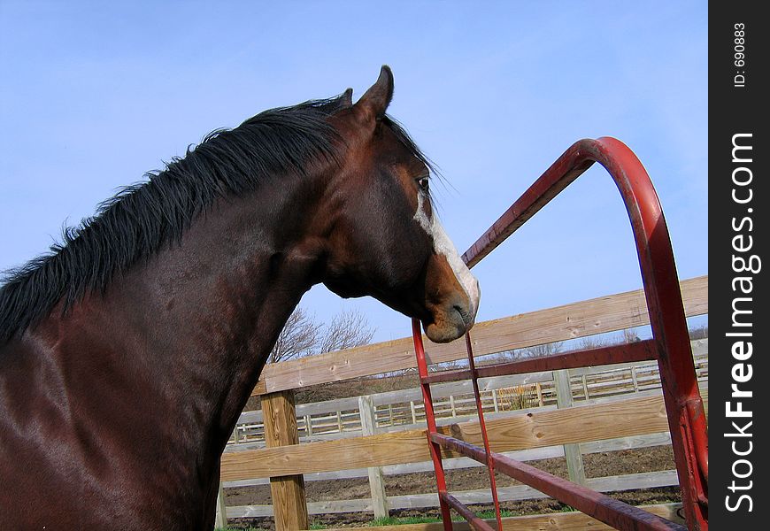 Bay tobiano stallion in his paddock