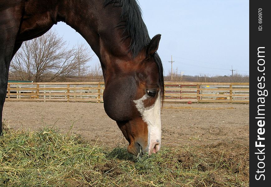 Bay tobiano stallion in his paddock