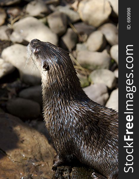 Otter Close Up