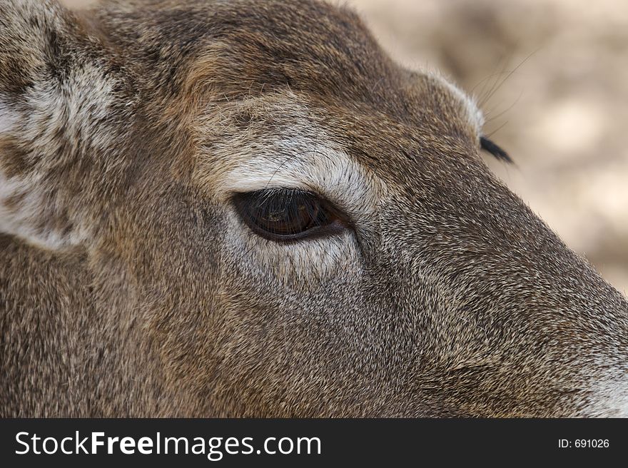 Deer Close Up