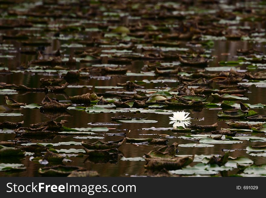 Lone water lilly blossom hanging on after an early winter freeze. Lone water lilly blossom hanging on after an early winter freeze