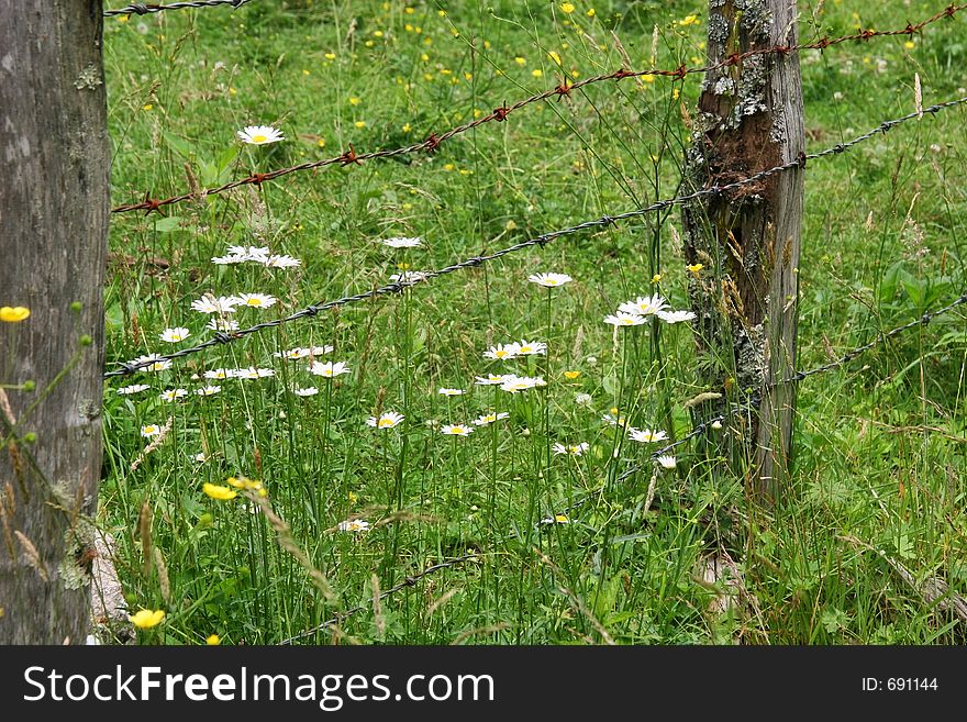 Old Barbed Wire Fence with Posts