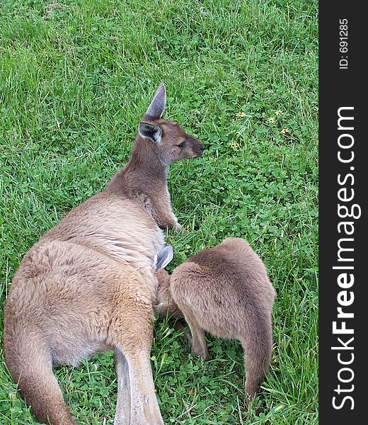 Kangaroo and joey, australia. Kangaroo and joey, australia