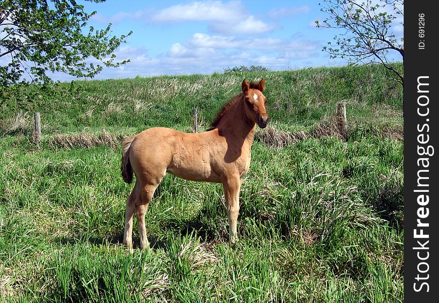 Cute dun filly in early spring