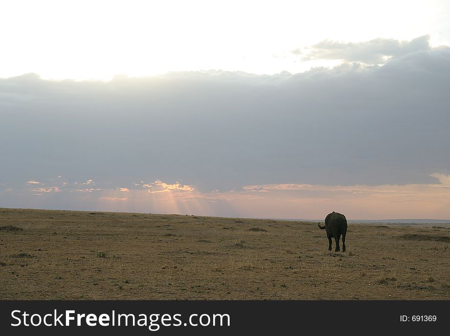 Buffalo walking into sunset in masai mara