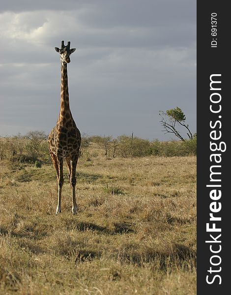 Giraffe in open savanna