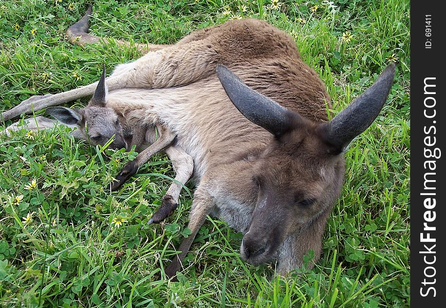 Kangaroo with joey