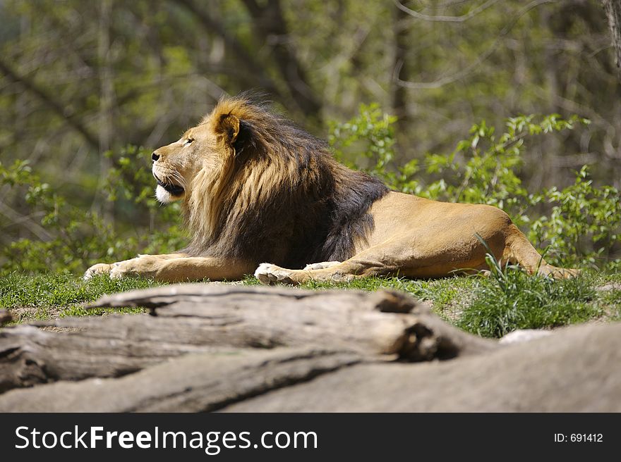 Proud Male Lion