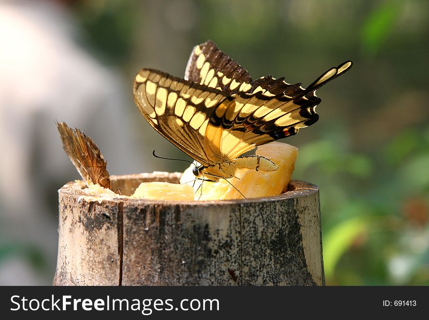 Feeding yellow butterfly