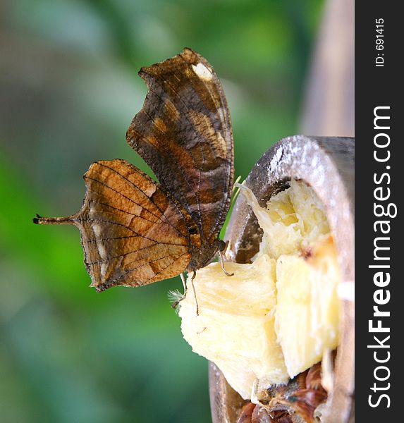 A brown butterfly feeding with a lot of details. A brown butterfly feeding with a lot of details