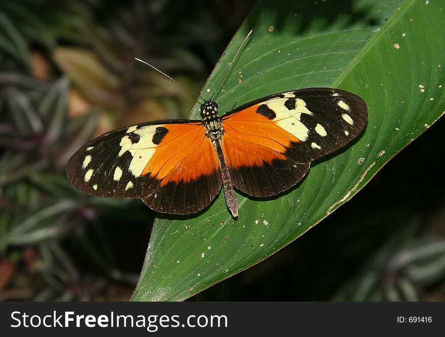 Nocturnal butterfly seen in a tropical rainforest in Central America. Nocturnal butterfly seen in a tropical rainforest in Central America