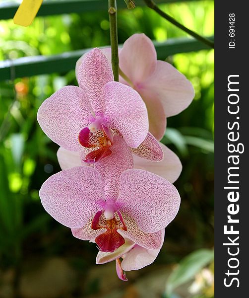 Pink Dotted Phalaenopsis Orchid