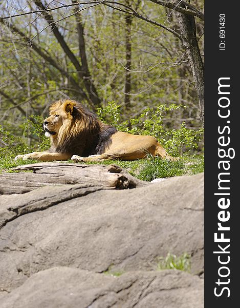 Lion Resting with Copy Space