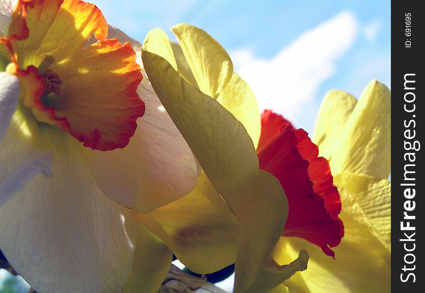 Springtime in my garden. Springtime in my garden