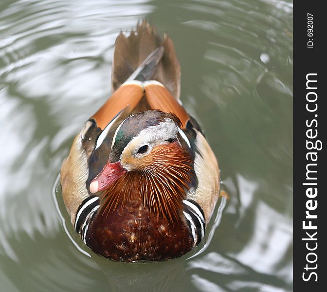 Mandarin duck on water.