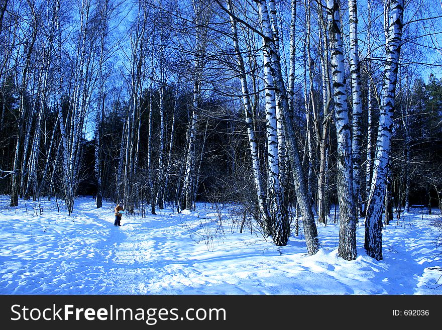 Birchwood In The Winter.