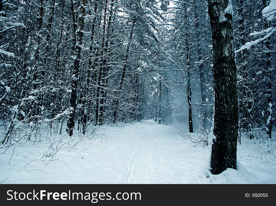 Winter day in a wood. Winter day in a wood.