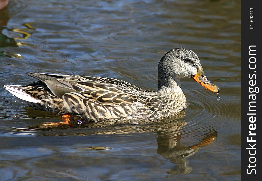 Female Duck Swimming in a pond