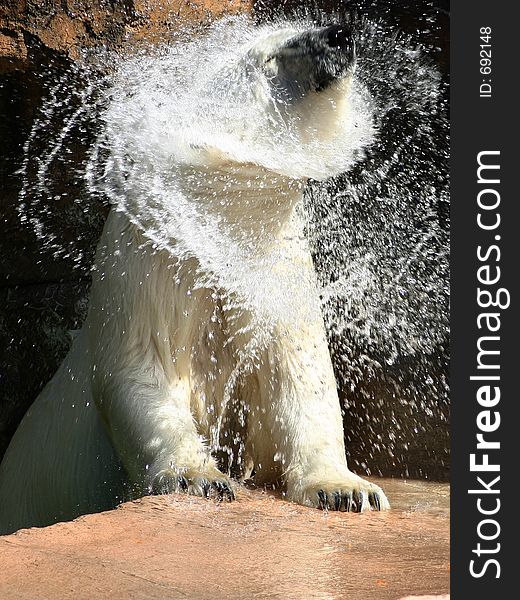Polar bear shaking off after a swim