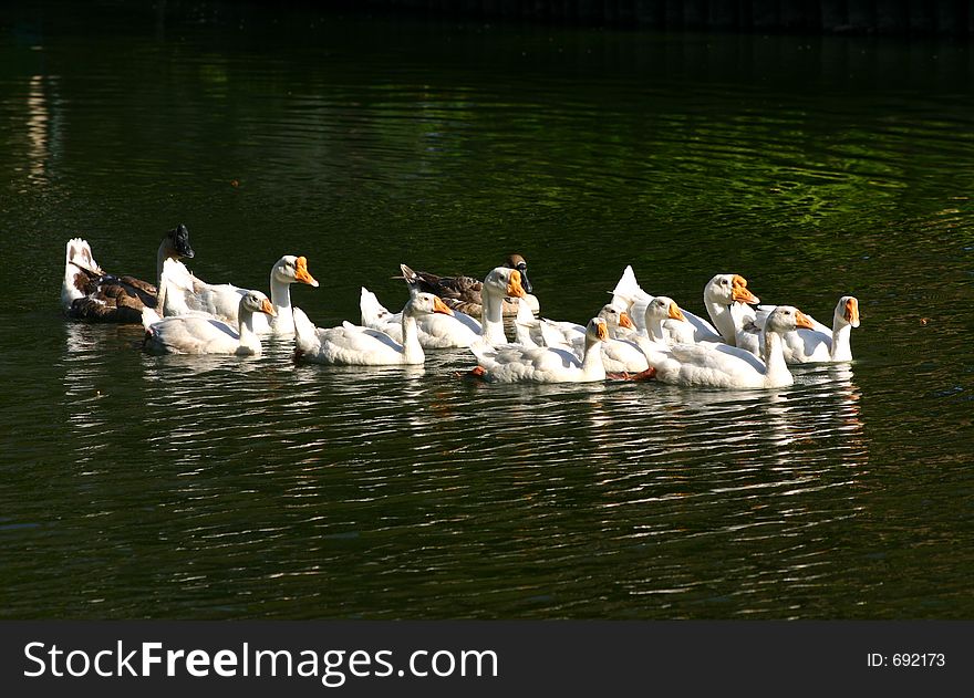 White geese in a pond. White geese in a pond