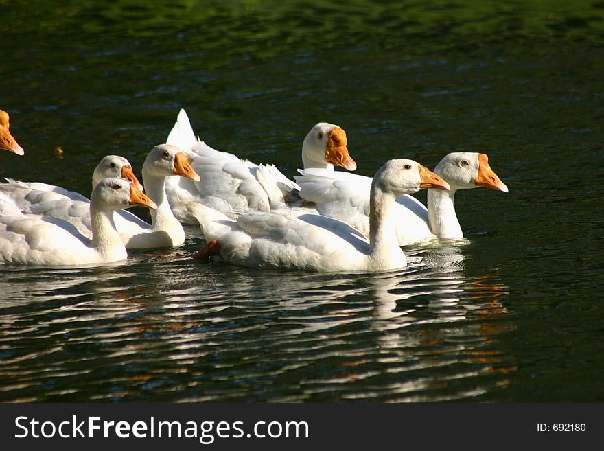 White geese in a pond