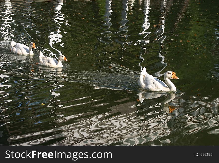 Beautiful reflections of geese in a pond. Beautiful reflections of geese in a pond