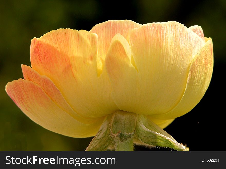 Ranunculus close up