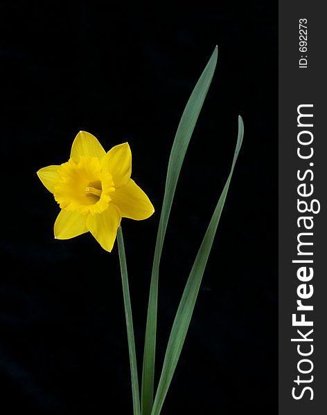 A studio image of a single daffodil. A studio image of a single daffodil.