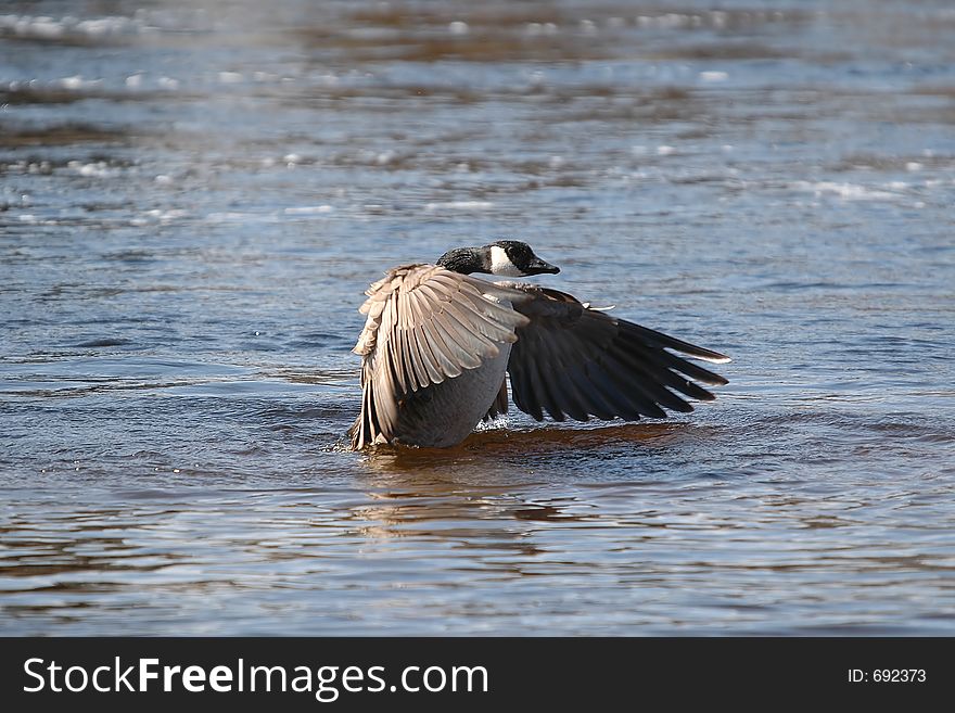 Goose On Water 3