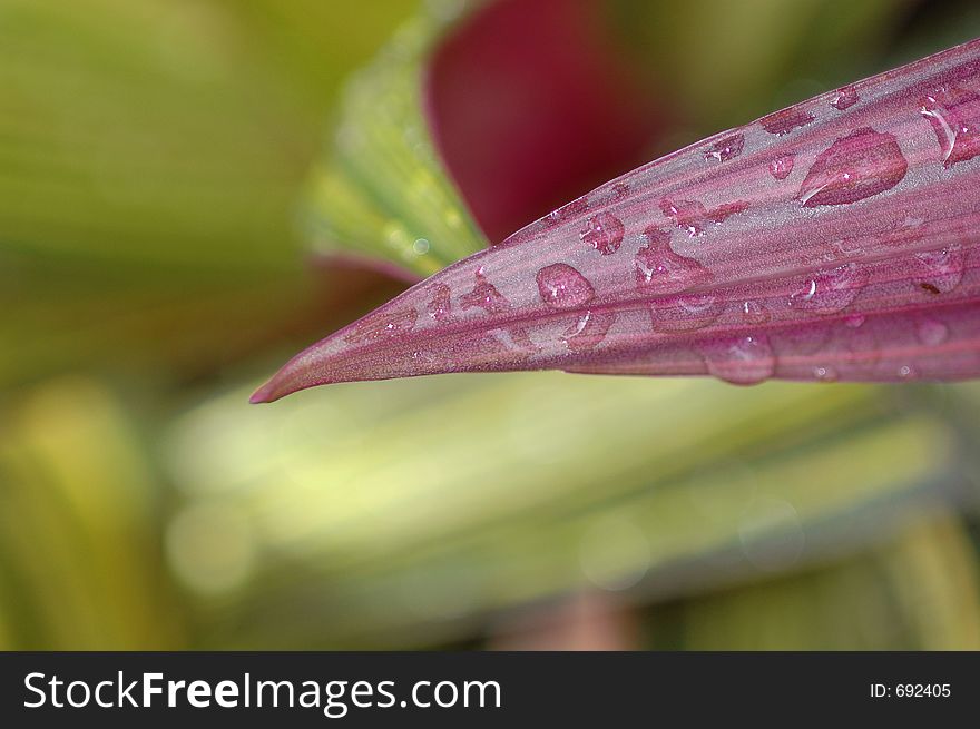 Droplet on leaf close-up