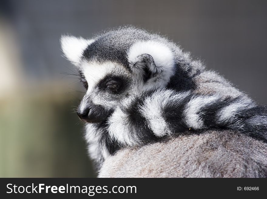 A ring tailed lemur with it's tail around it's neck as though wearing a scarf