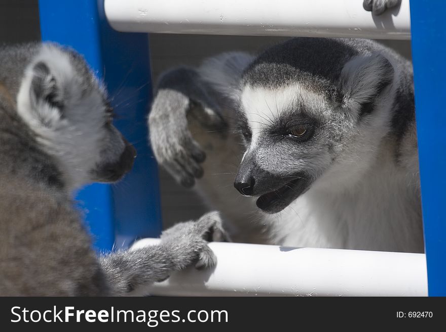 2 lemurs hanging out and chatting. 2 lemurs hanging out and chatting