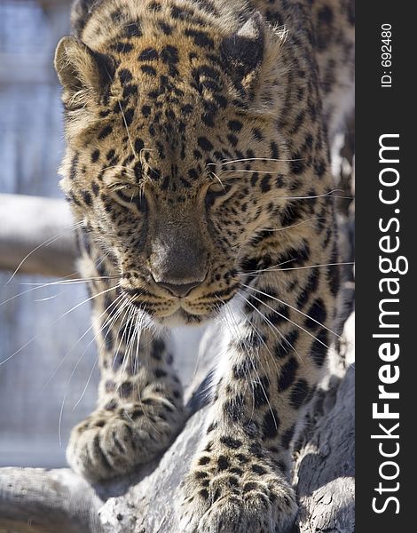 An amur leopard standing on a log and staring into the camera