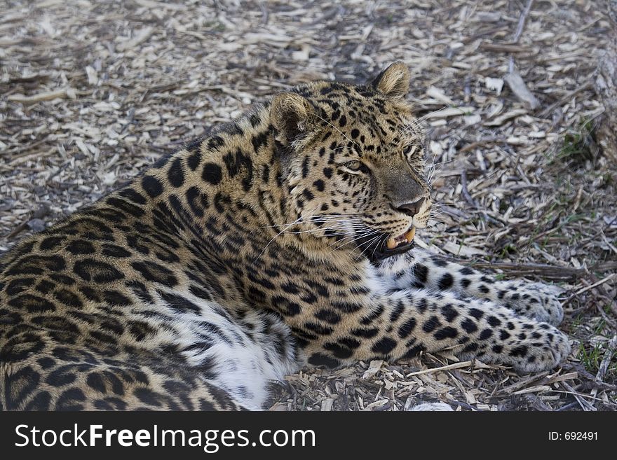 An amur leopard laying down