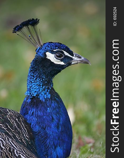 A closeup of a male peacock head