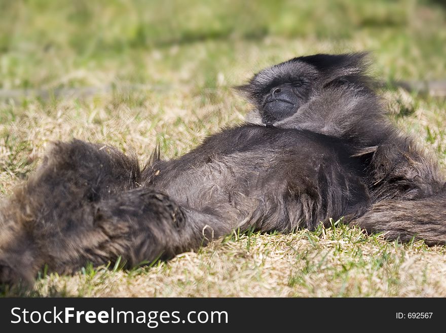 A monkey laying out in the grass and catching a few rays. A monkey laying out in the grass and catching a few rays