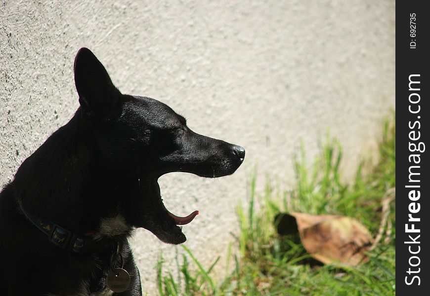 Black Staffie yawning. Black Staffie yawning