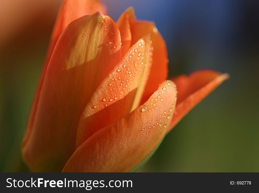 Tulip with Morning Dew. Tulip with Morning Dew